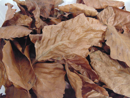 Eco Life Beech Leaf Litter 4Ltr Reptile Invertebrate Substrate