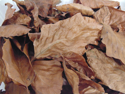 Eco Life Beech Leaf Litter 4Ltr Reptile Invertebrate Substrate