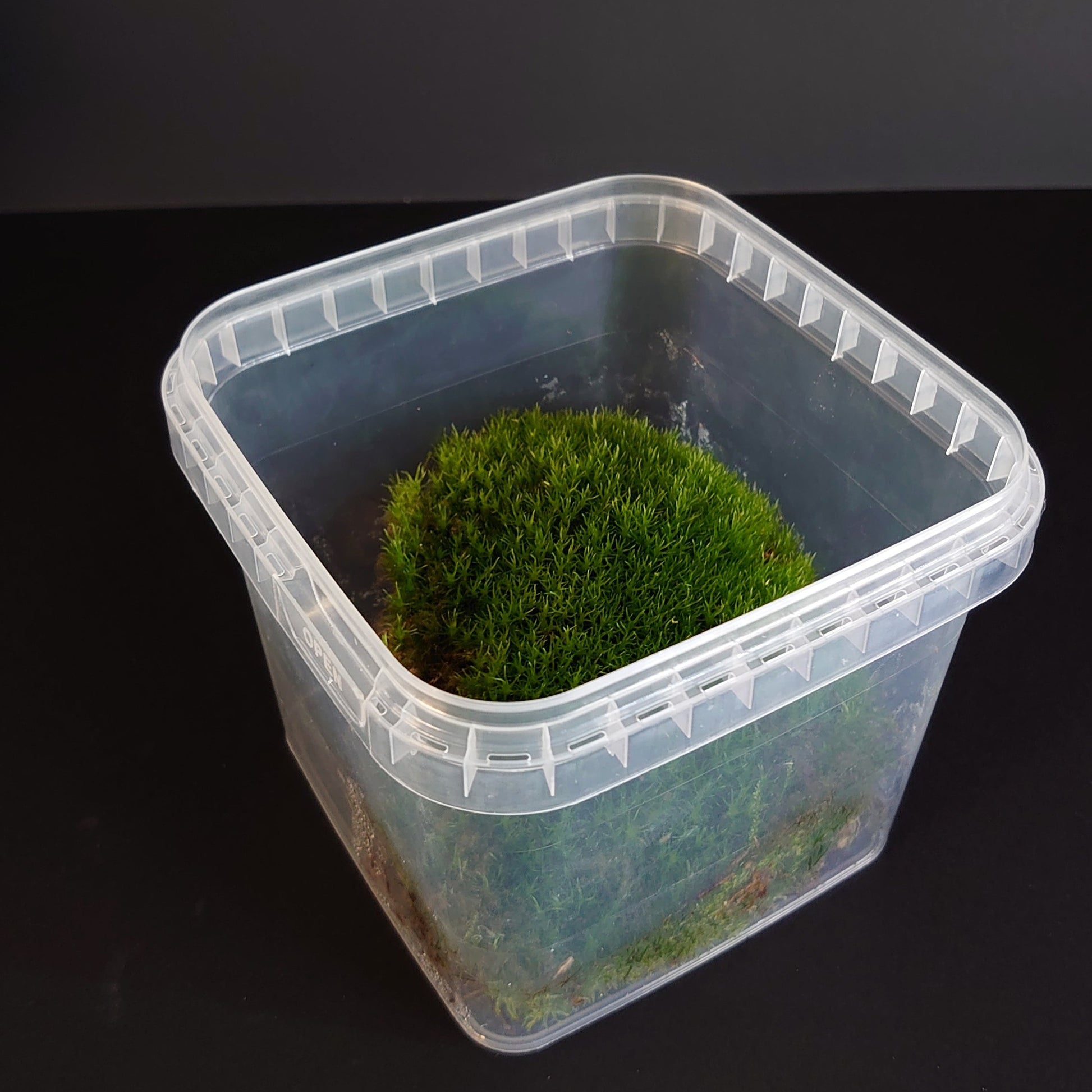 A clear plastic tub containing a lush green cushion moss substrate designed for use in reptile and invertebrate enclosures.