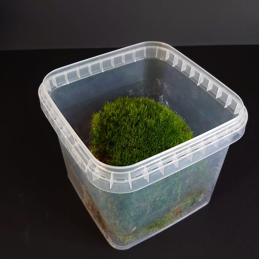 A clear plastic tub containing a lush green cushion moss substrate designed for use in reptile and invertebrate enclosures.
