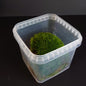 A clear plastic tub containing a lush green cushion moss substrate designed for use in reptile and invertebrate enclosures.