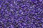 Aqualife Royal Purple Gravel 2Kg Aquatic Invertebrate Reptile Substrate